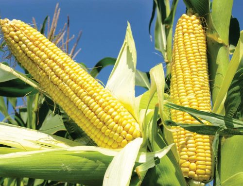 Cultivation and harvesting of Corn